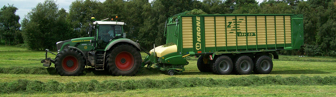 Grassilieren