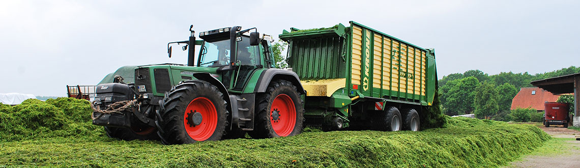 Grassilieren